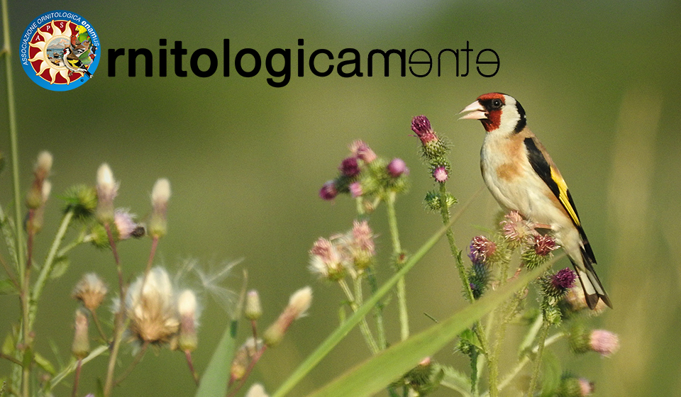 cardellino-header-1
